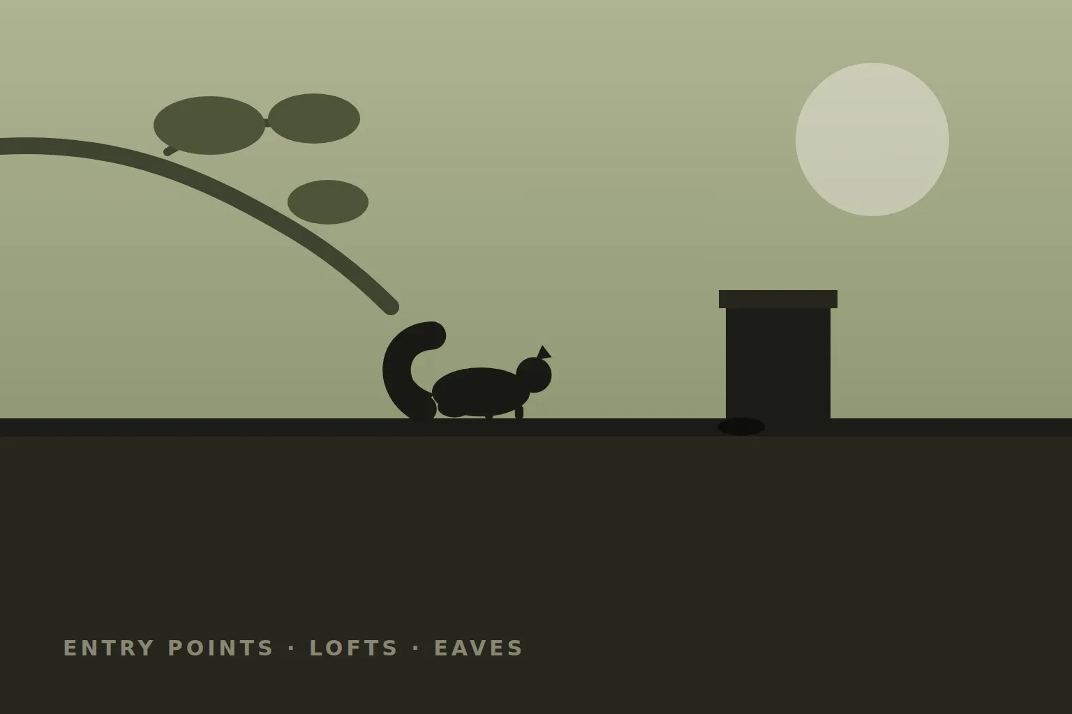Loft eaves — squirrel entry point survey
